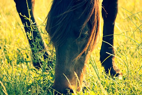 Framed Horse in the Meadow I Print