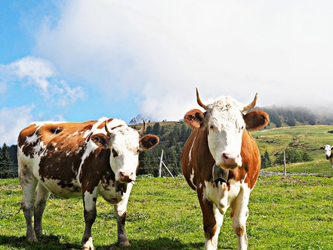 Framed Country Cows Print