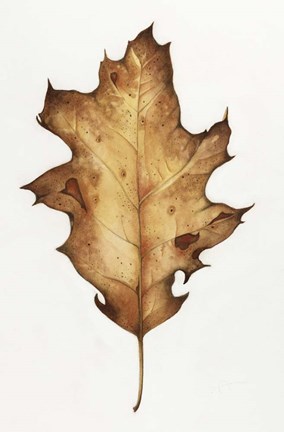 Framed Black Oak Leaf Print