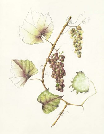 Framed Concord Grapes Print