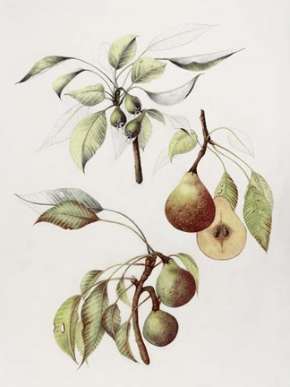 Framed Pine Street Pears Print