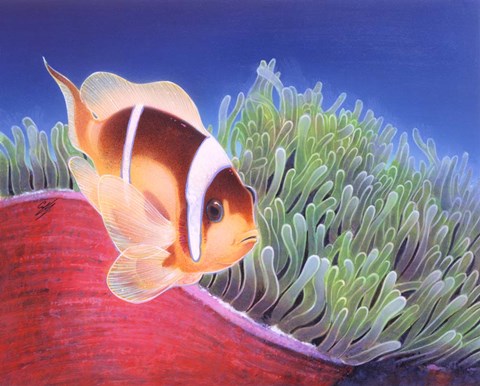 Framed Clown Fish Print