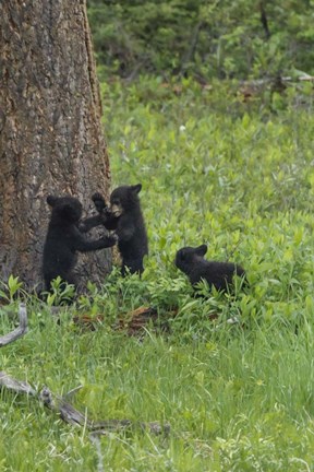Framed 3 Black Bear Cubs (YNP) Print