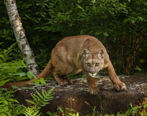 Framed About To Pounce Print