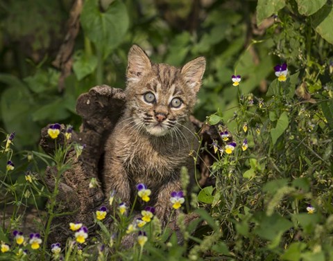 Framed Bobcat Kitten In Wildflowers Print