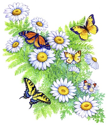 Framed Daisies and Butterflies Print