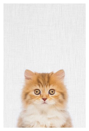 Framed Kitten Print