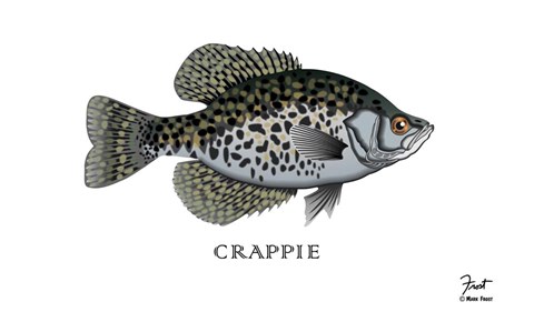 Framed Crappie Fish Print