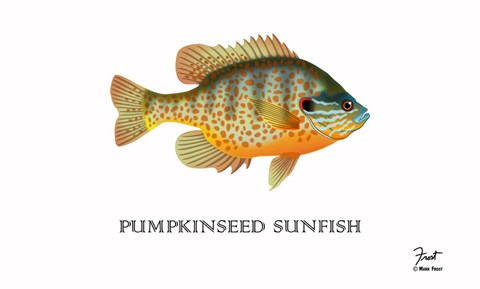 Framed Pumpkinseed Sunfish Print