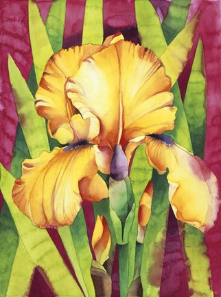 Framed Yellow Iris W/ Maroon Back Print