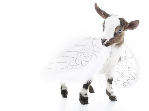 Framed Goats 3 Print