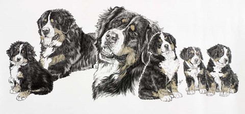Framed Bernese Mountain Dog Print