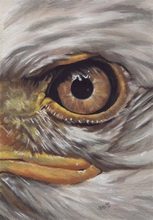Framed Eye-Catching Bald Eagle Print