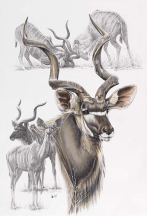 Framed Kudu Print