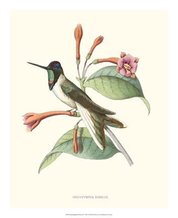 Framed Hummingbird &amp; Bloom IV Print