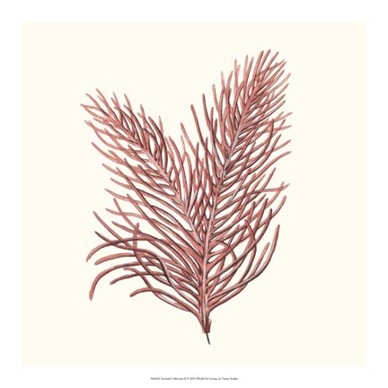 Framed Seaweed Collection II Print