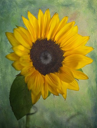 Framed Yellow Sunflower Print