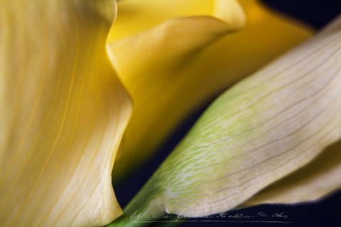 Framed Calla Lillies II Print