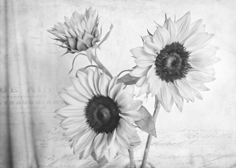 Framed Sunflowers2 BW Print