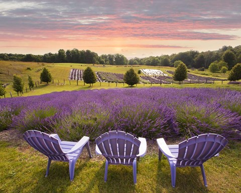 Framed Lavender Chairs, Horton Bay, Michigan &#39;14-color Print