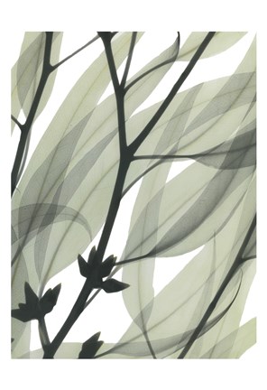 Framed Eucalyptus Safari Print
