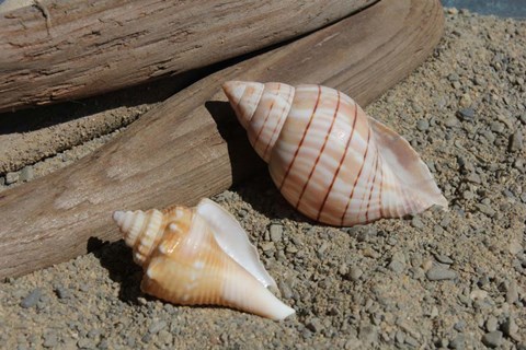 Framed Two Shells Driftwood Print