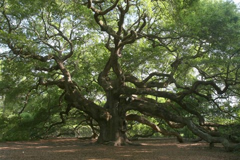 Framed Angel Oak 9098 Print