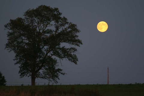 Framed Moonrise Lone Tree Print