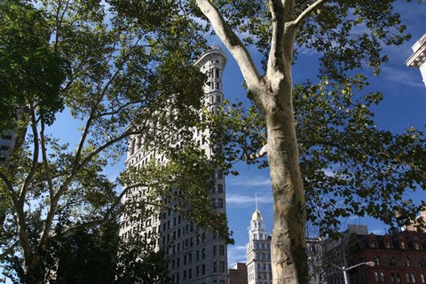 Framed Flatiron Building With Trees Print