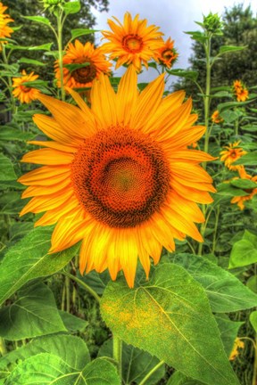 Framed August Sunflowers Print
