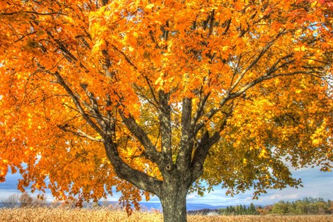 Framed Autumn Yellow Tree And Gunks Print