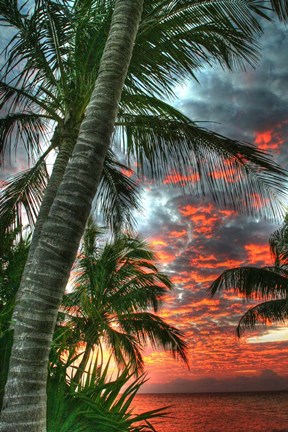 Framed Key West Palm Sunrise Vertical Print