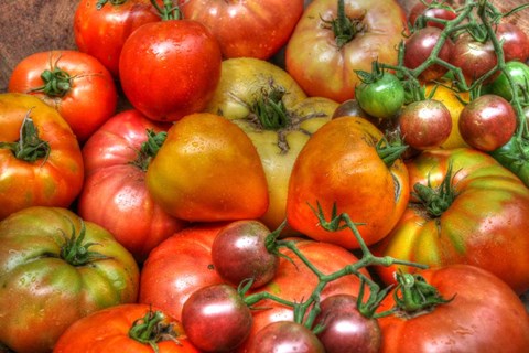 Framed Tomatoes 2015 Print