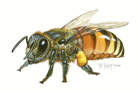 Framed Honey Bee Print
