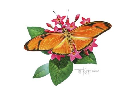 Framed Julia Butterfly Print