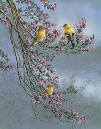 Framed Gold Finches Print
