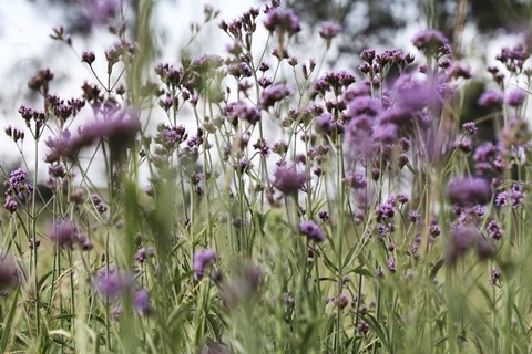 Framed 50 Shades Of Purple Print