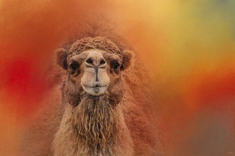 Framed Dromedary Camel Print