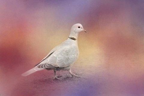 Framed Spring Eurasian Collared Dove Print