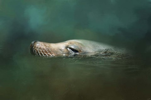 Framed Sea Lion Emerges Print