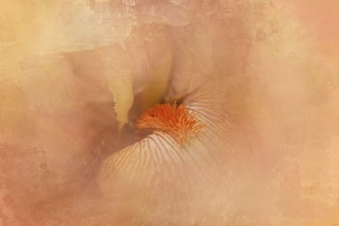 Framed Birth of the Peach Iris Print