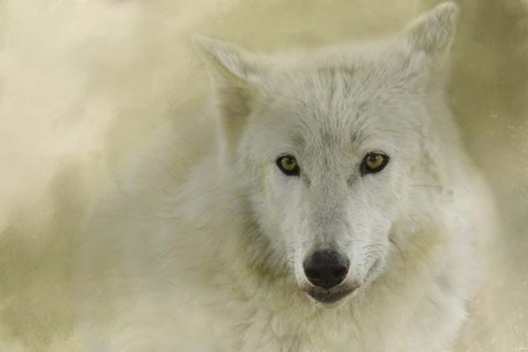 Framed Portrait Of A Timber Wolf Print