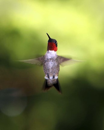 Framed Hummingbird Print