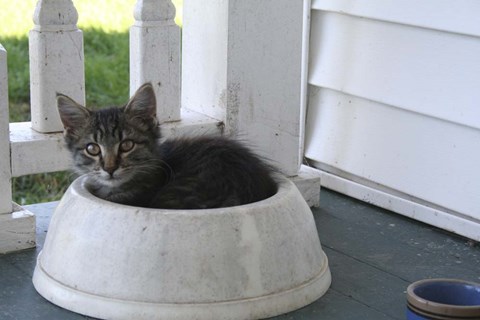 Framed Cat in a Bowl Print