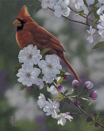 Framed Cardinal Spring Blossoms Print