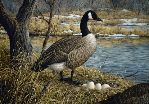 Framed Canadian Goose Print