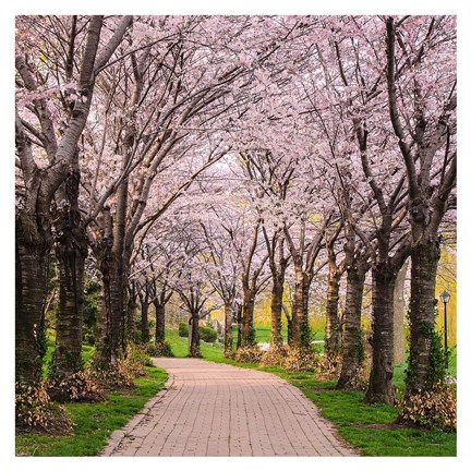 Framed Cherry Blossom Trail Print