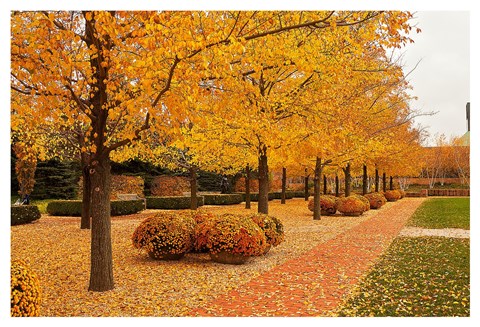 Framed Fall Walkway Print