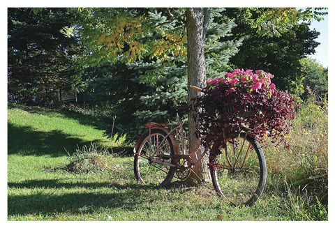 Framed Old Bike and Flowers Print