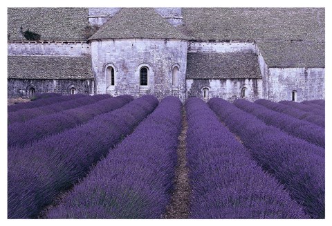 Framed Lavender Abbey Print